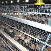 Pullet Chick Chicken Cage